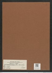 Actinoptychus pantocsekii Truan. (de-Toni-Nr.: Genus 227, Species 5549) Zeichnungen Sammlung Grunow Mappe 05309 (Herbarium_W_Grunow_drawings_Folder_05309)